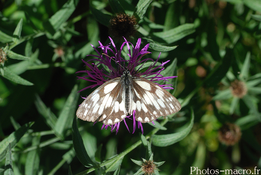 Melanargia galathea serena